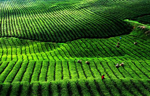 英德千亩红茶谷 在青山秀水中，细品一叶知秋的茶香时光