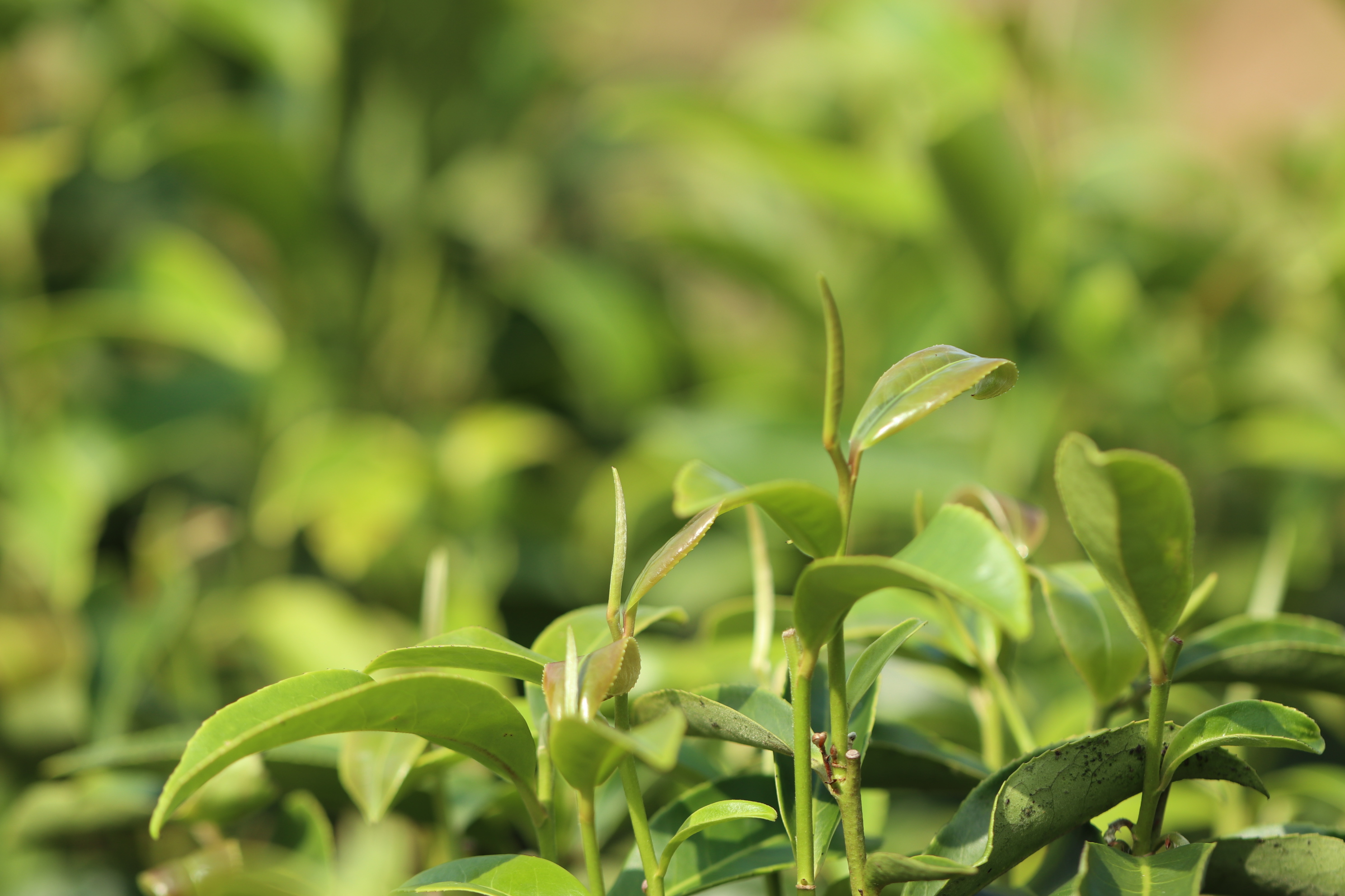 全球独一无二的可可茶 引领未来有机茶发展新方向