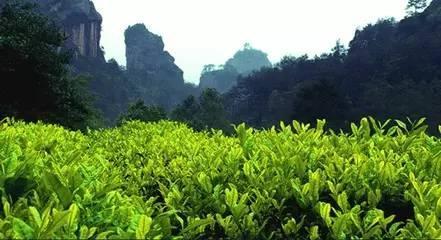 茶文化|武夷岩茶与朝代的那些事儿 茶叶